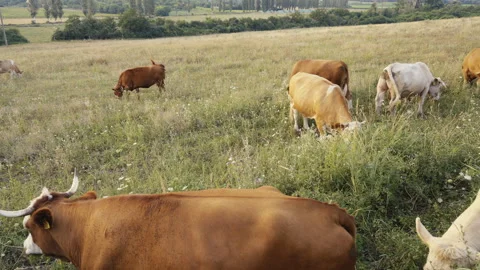 Cows grazing in the meadow on a warm summer evening Stock Footage 282644175