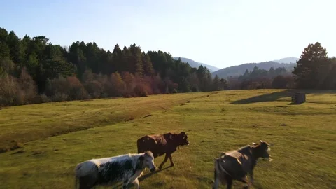 Cows grazing in meadows Stock Footage 172262449
