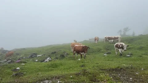 Cows Grazing on a Misty Mountainside Stock Footage 278992370