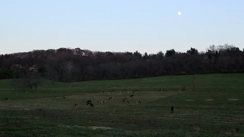 Cows grazing in the moonlight 库存影片 97763760