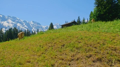 Cows Grazing on Mountain Field Stock-Footage 98429819