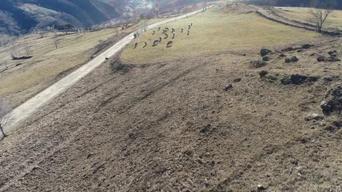 Cows grazing in a mountain field Stock Footage 100677974
