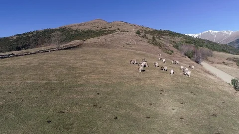 Cows grazing in a mountain field Stock Footage 100678000