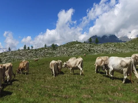 Cows grazing in mountain Stock Footage 77708037