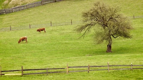 Cows grazing on the mountain hills Stock Footage 76776977