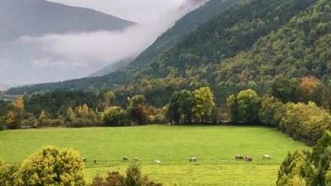 Cows Grazing in Mountain Landscape Stock Footage 320117147