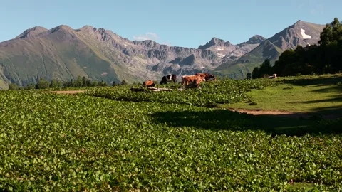 Cows grazing in a mountain meadow Stock Footage 345384957