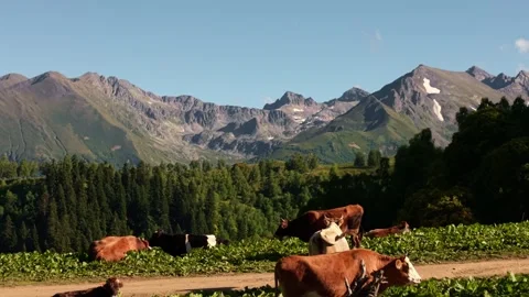 Cows grazing in a mountain meadow with forest landscape Stock Footage 345384961