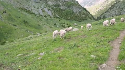 Cows grazing on the mountain in the Ordesa National Park in Spain. Mountain. Видео 99001092
