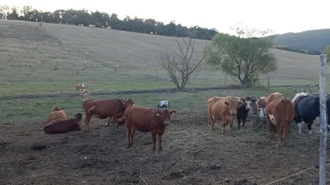 Cows Grazing on Mountain Pasture During Golden Hour Sunset HD Stock Footage 346102446