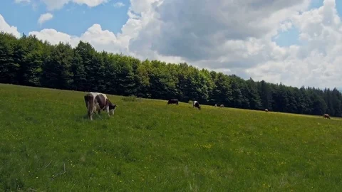 Cows grazing on mountain pasture Stock-Footage 76585650