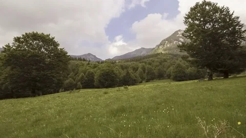 Cows grazing on mountain pasture Stock Footage 76585778