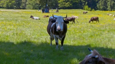Cows grazing on mountain pasture Stock Footage 76585785