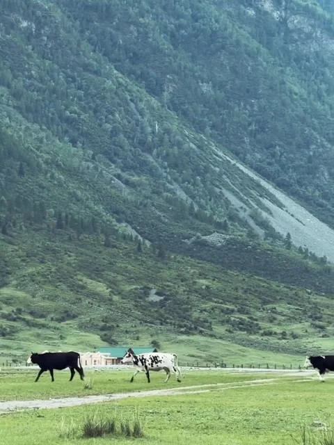 Cows Grazing in Mountain Valley Vídeos de archivo 341132576