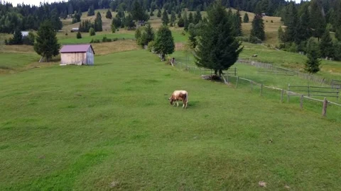 Cows Grazing in Mountains, Aerial View Stock Footage 164257556