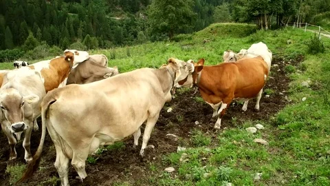 Cows grazing in the mountains Stock Footage 74242863