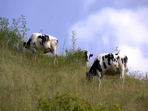 Cows grazing in the mountains Stock Footage 78383160