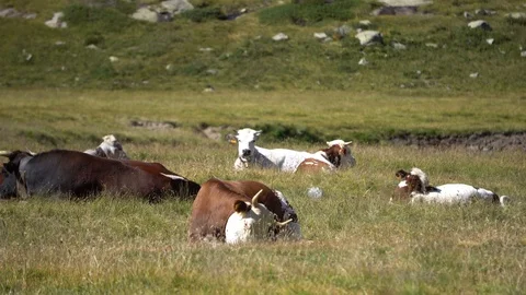Cows Grazing in the Mountains Stock Footage 94332749