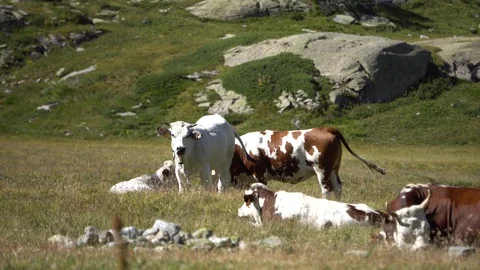 Cows Grazing in the Mountains Stock Footage 94333017