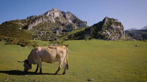 Cows grazing in the mountains Stock Footage 98743032