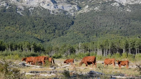 Cows grazing in the mountains. A herd of  cattle in the pasture Stock Footage 99314789