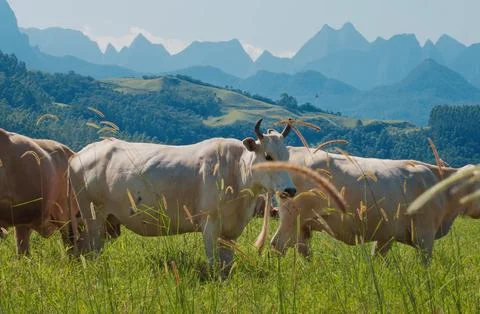 Cows grazing in the mountains Foto stock
