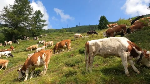 Cows grazing on mountainside Vidéo 246325694