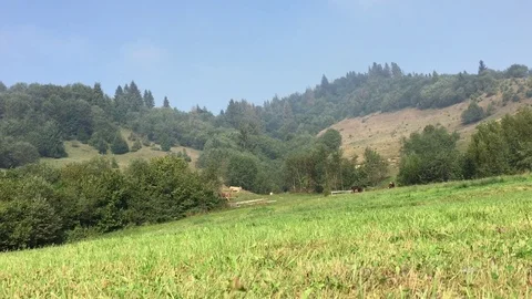 Cows grazing on the moutain meadow Stock Footage 71207489