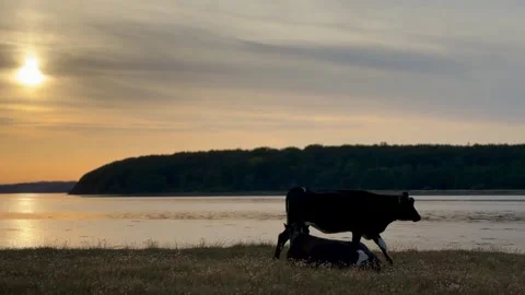 Cows grazing near tranquil river at sunset Vidéo 339490843