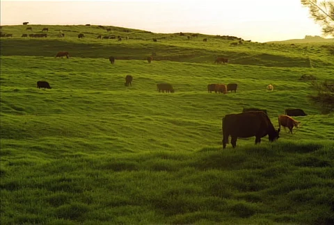 Cows Grazing NTSC Video stock 523820