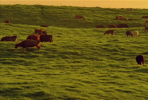 Cows Grazing NTSC Stock-Footage 523902