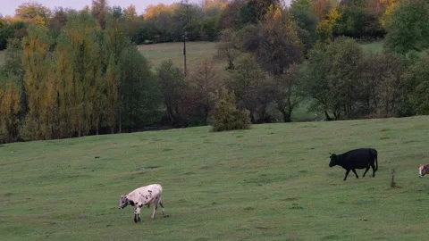 Cows grazing in open green fields in Mestia, Georgia Stock Footage 231115953