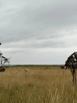 Cows Grazing in Open Meadow Under Dramatic Overcast Sky Stock Photos