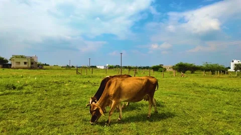 Cows Grazing - Orbiting Shot Video stock 263731880