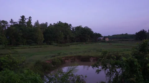 Cows grazing in a paddy field and duck playing in a pool under broad blue skies  Stock Footage 39146964