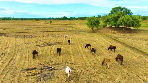 Cows - Grazing in the Paddy Field - Forwards Video stock 250552983