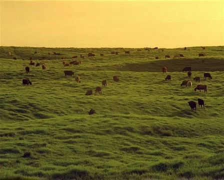 Cows Grazing PAL Stock-Footage 523878