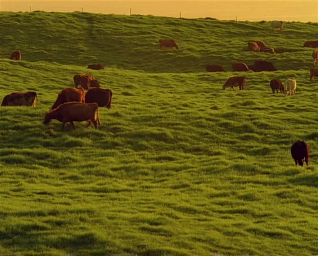 Cows Grazing PAL Video stock 523905