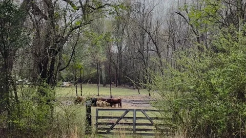 Cows grazing in a pasture behind a locked gate on a farm in rural Georgia on  Stock Footage 172078786