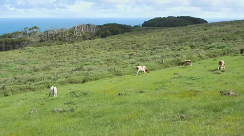 Cows grazing in pasture, Easter Island, Chile Stock Footage 51472916