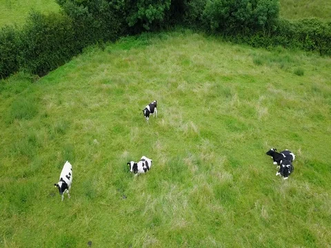 Cows grazing in pasture field Stock-Footage 77300538
