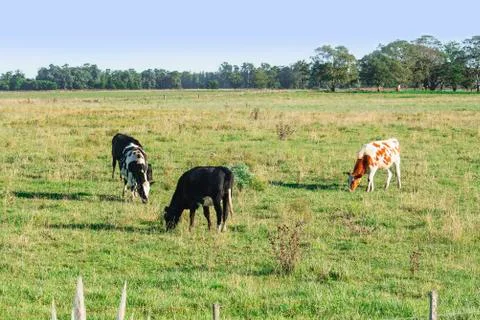 Cows grazing on the pasture fields Stock Photos