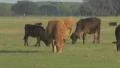 Cows grazing in the pasture HD Footage