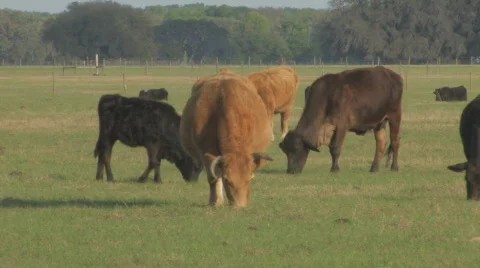Cows grazing in the pasture Stock Footage