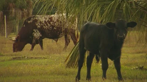 Cows Grazing in Pasture Stock Footage 8535234