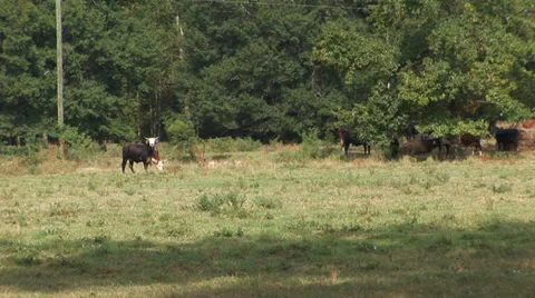 Cows Grazing In Pasture Stock Footage 33604043