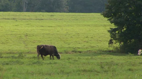Cows Grazing In Pasture Stock Footage 33604059