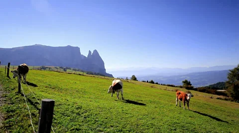 Cows Grazing on a Pasture Stock Footage 36052795