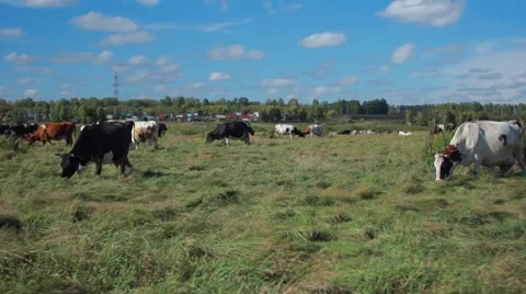 Cows grazing on pasture Stock Footage 67750841