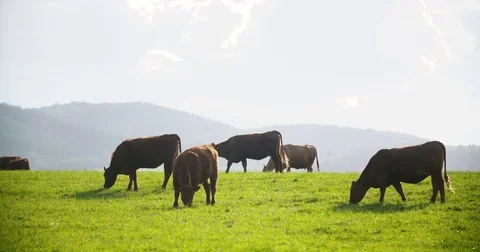 Cows grazing on pasture Stock Footage 71051949